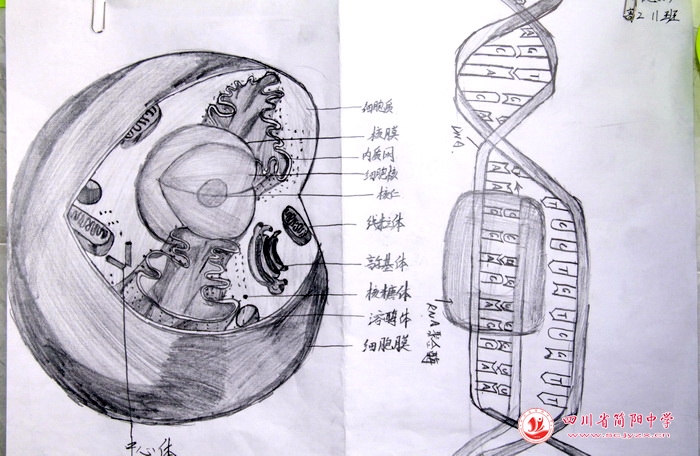 四川省简阳中学怎么样?首届生物学科节(图28)