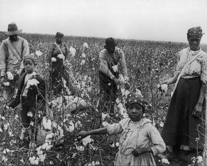 Secrets of life in the black slaves' cotton plantations: picking cotton ...