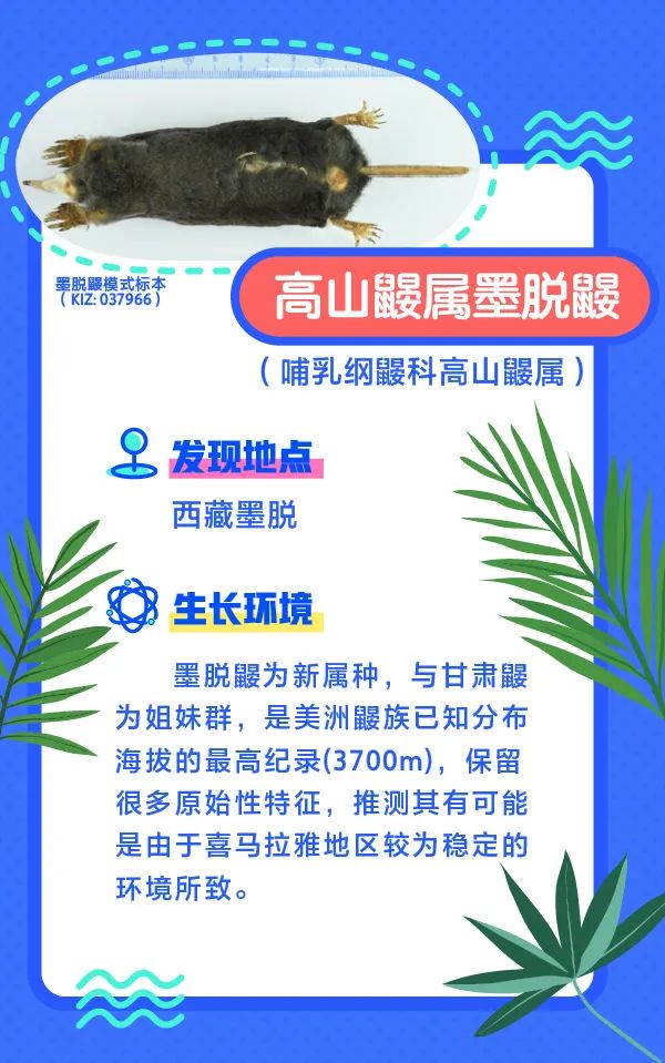 誰還不是個“小可愛”！這些動植物新物種你見過嗎？