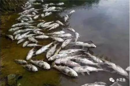 大批量鱼突发性死亡是怎么回事