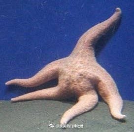 Send the sitting position form of big star, it is true Hahaha so