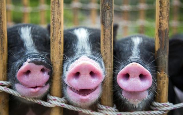 猪价上涨“刹车”，5月猪市会“一滑到底”吗？