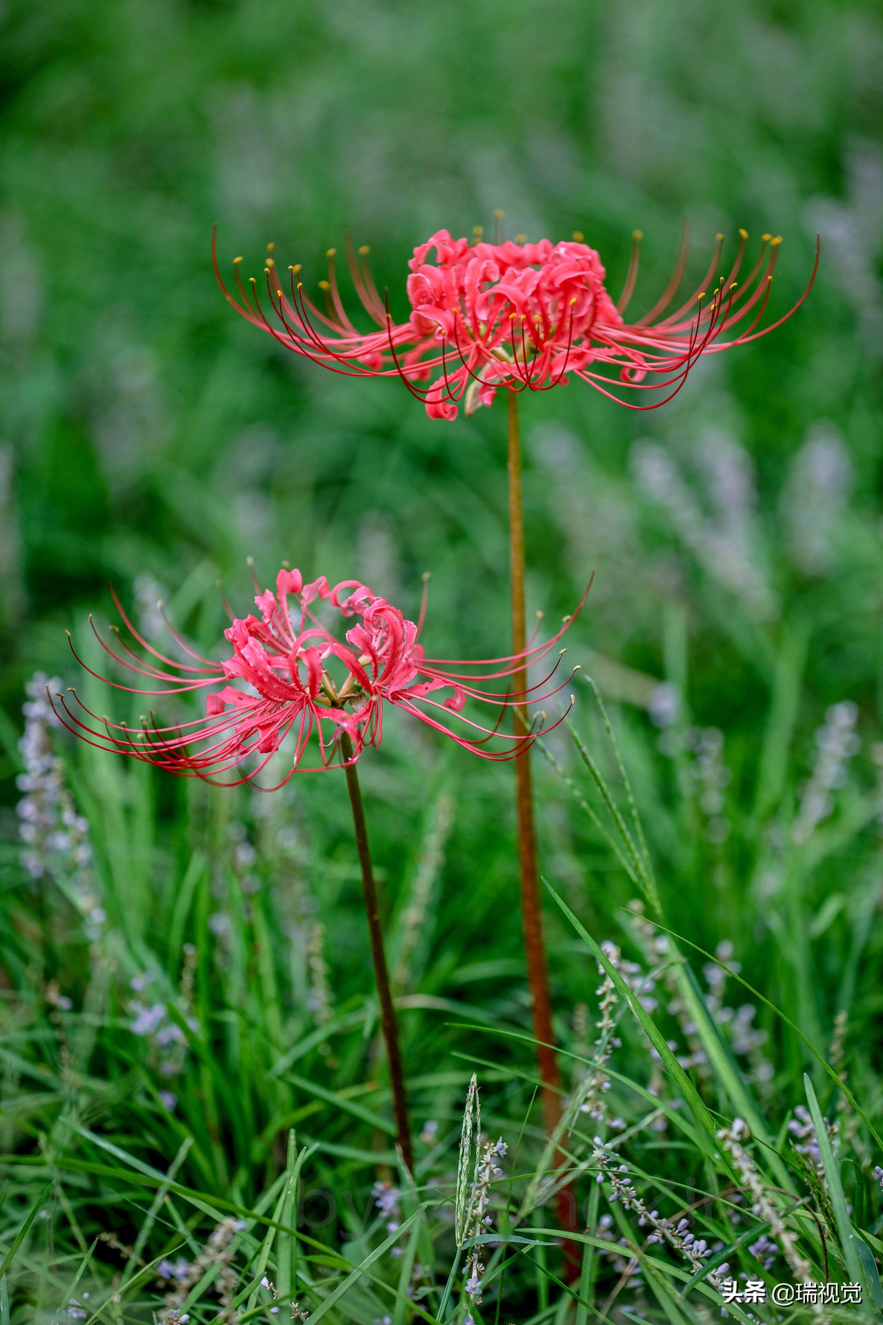 彼岸花 花叶不相见 球根有剧毒 资讯咖