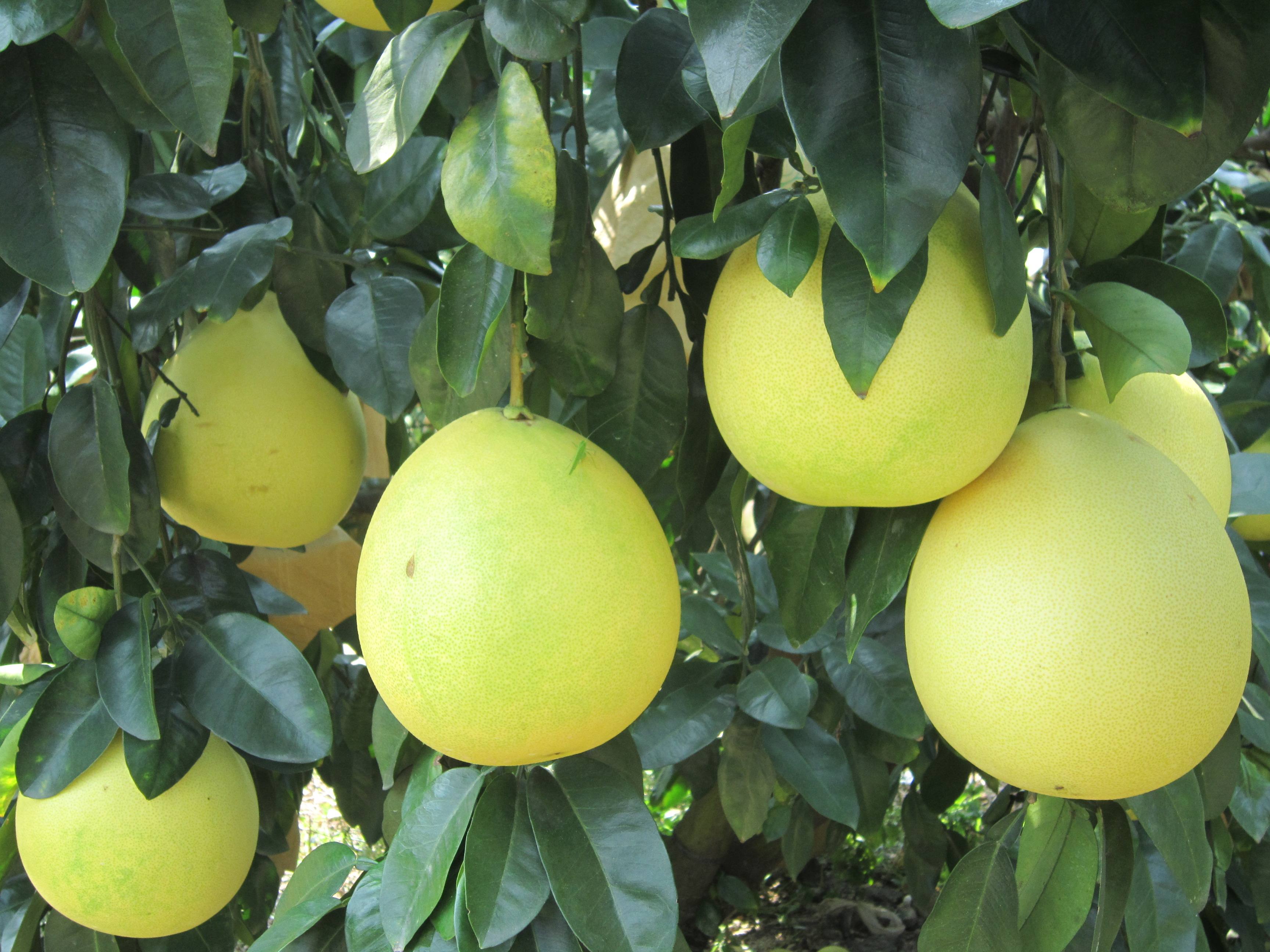 這3種水果是純天然的�消炎果�，經常吃，養肺化痰，咽炎消退