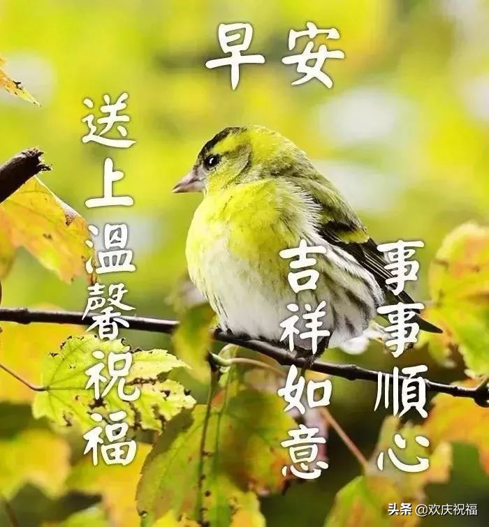 新的一周早上好问候语图片表情大全 早上好祝福表情大图图片