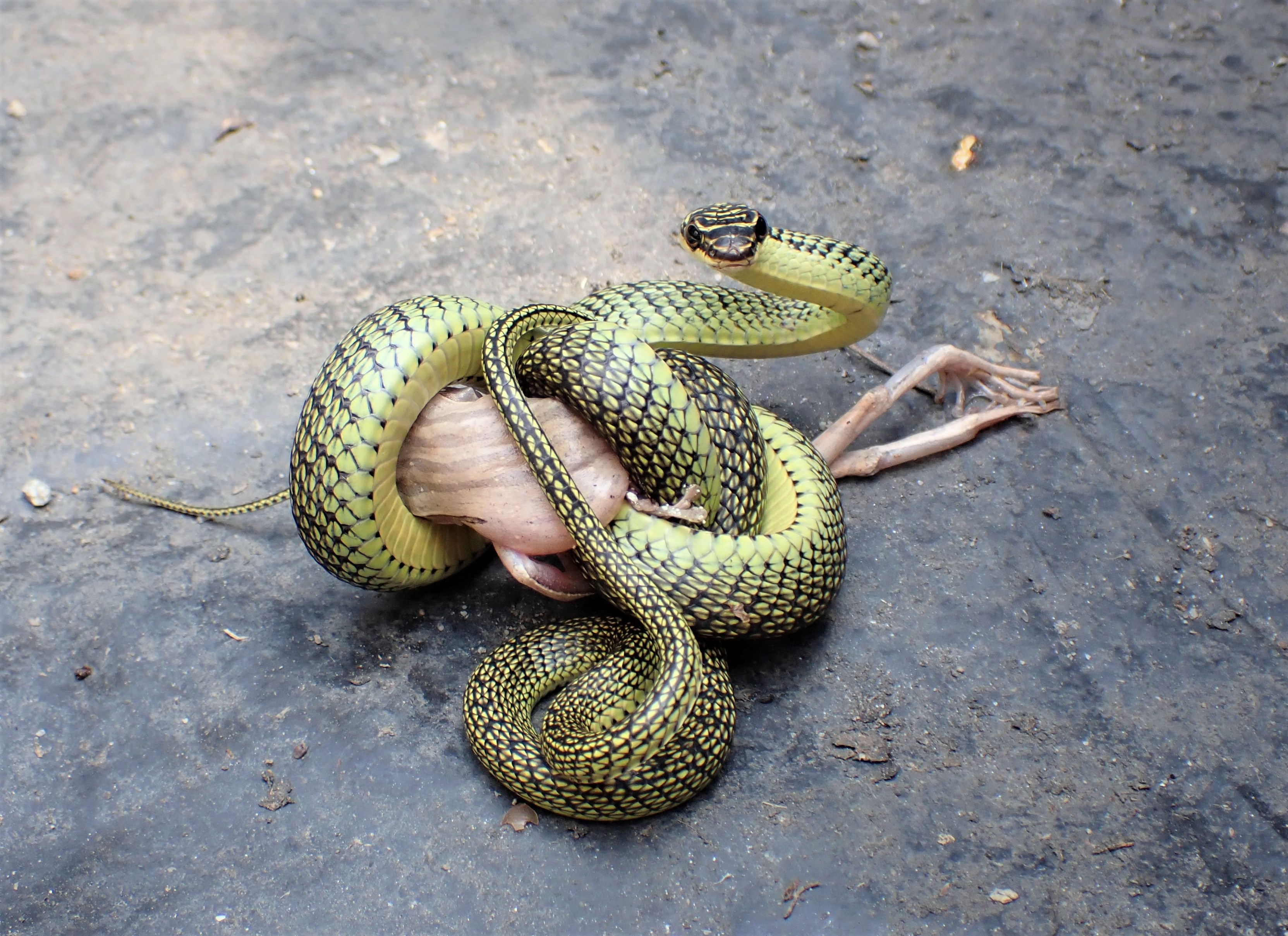 Have you heard of snakes that can run and swim, have you heard of ...