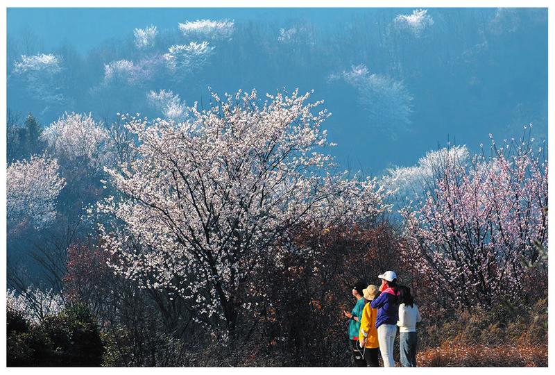 随州春光里的“花花世界”迎来“赏花游”的“高光时刻”