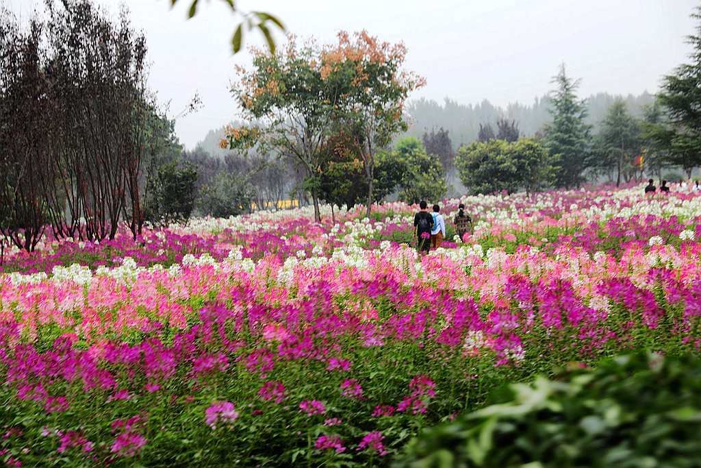 走进洛阳天囿牡丹园网红花海欢乐节
