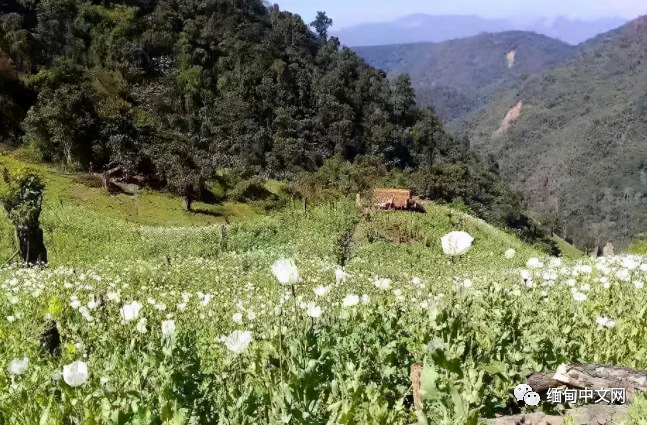 缅甸深山中，成千上万株罂粟正在结果，警察进山了