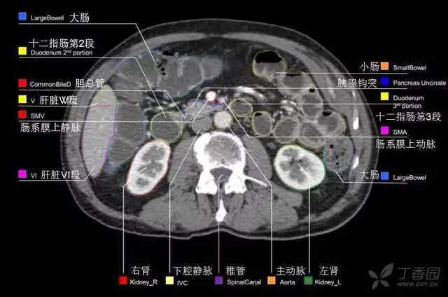 掌握这篇解剖，晋级腹部CT影像诊断高手（精细版）