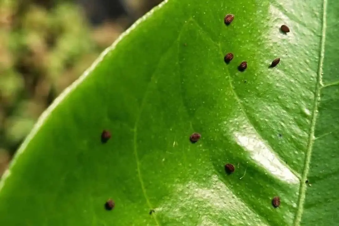 柑橘叶片上附着一些枣红色虫子？如何用药？