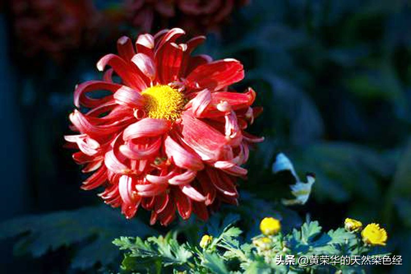 中國傳統配色之淺碧深紅 資訊咖