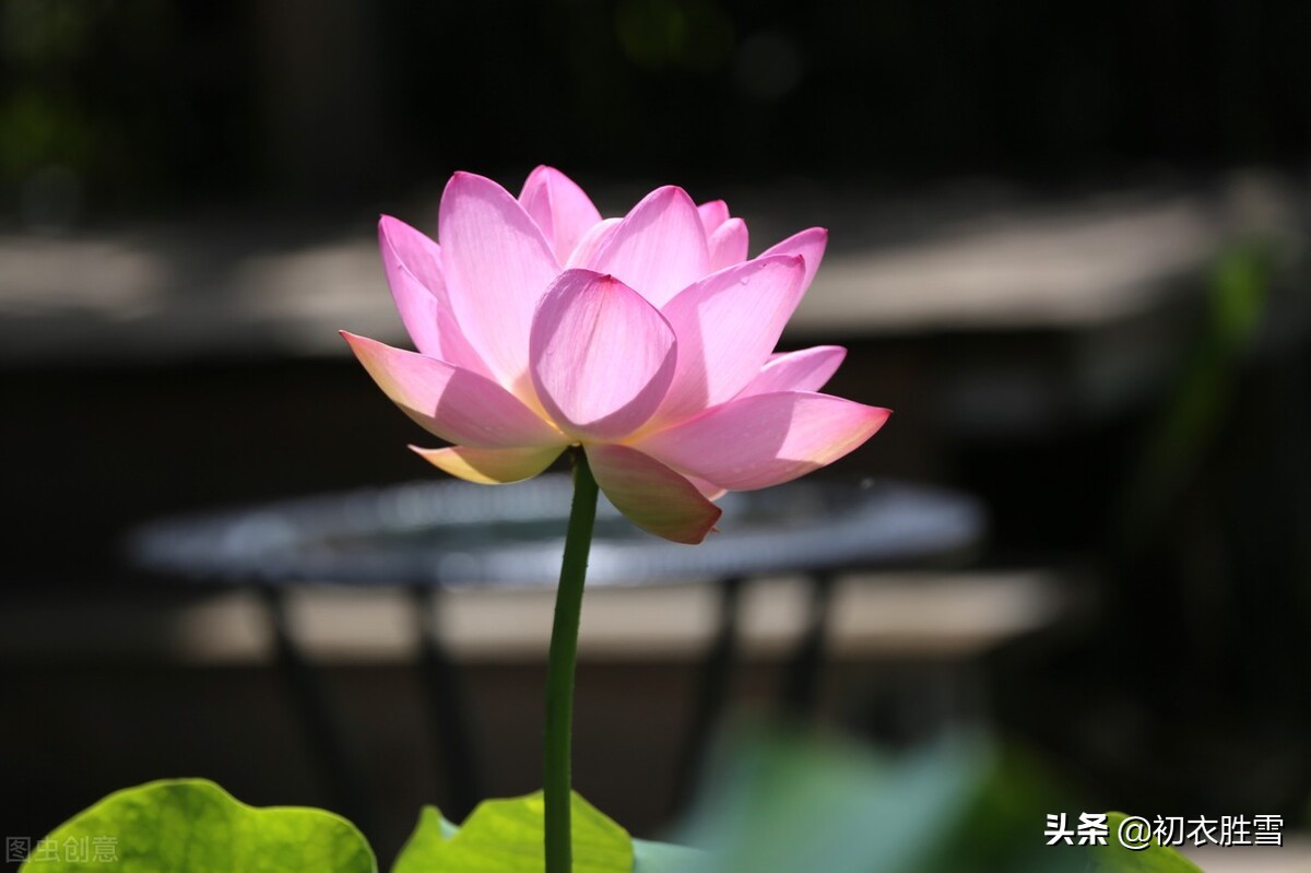 贺知章不只写了回乡偶书二首，他还写了一首荷花，大气乐观-第4张图片-非凡网