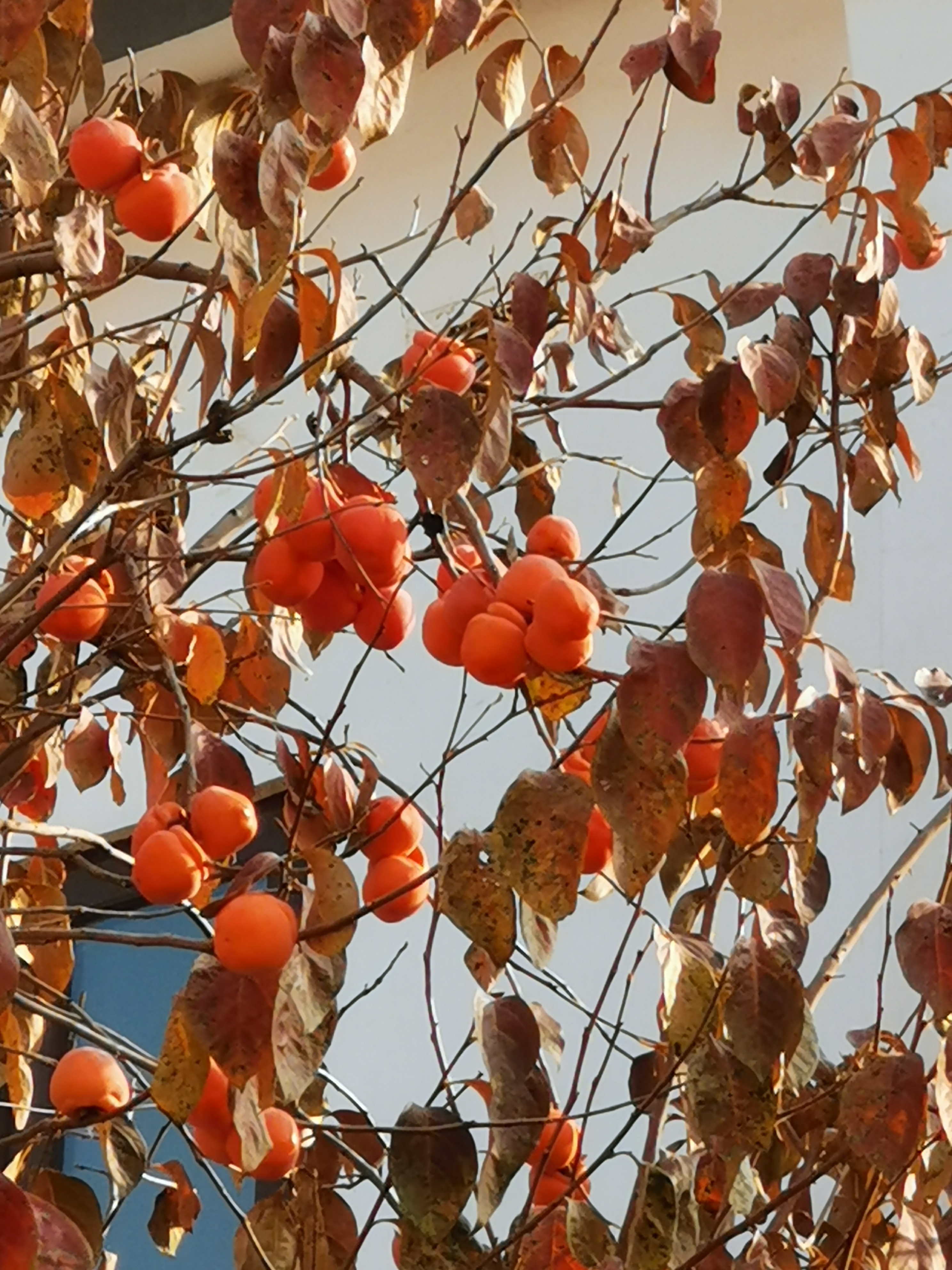 初冬的涉縣赤水灣有一種美，叫柿子紅了