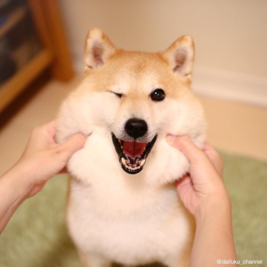 Want to buy a Shiba Inu puppies, how much does it cost to buy the