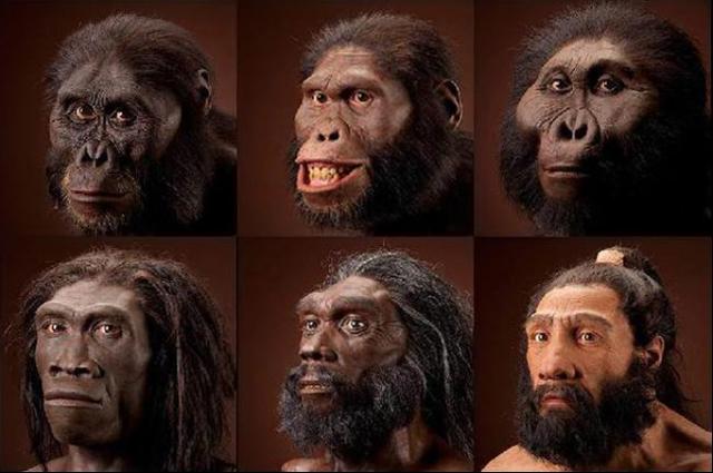 The same mammals, why did humans evolve their body hair, leaving only ...