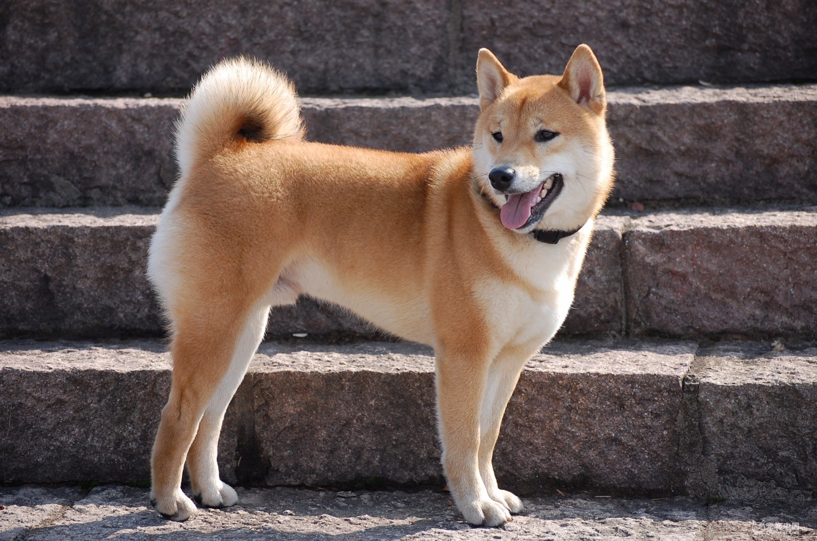柴犬还是土狗，不想狸猫换太子，关键看5点