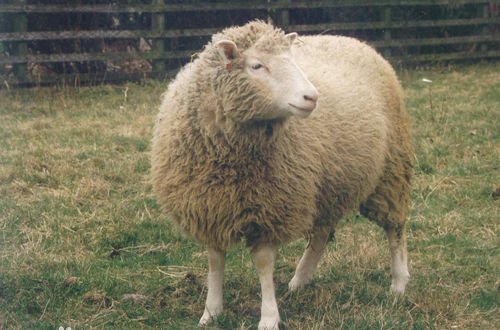 為何現在沒人再提起克隆技術了？看看克隆羊多莉的結局，就明白了