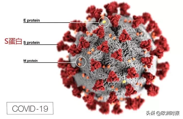 变异新冠已传到欧洲大陆，英国遭多国“封杀