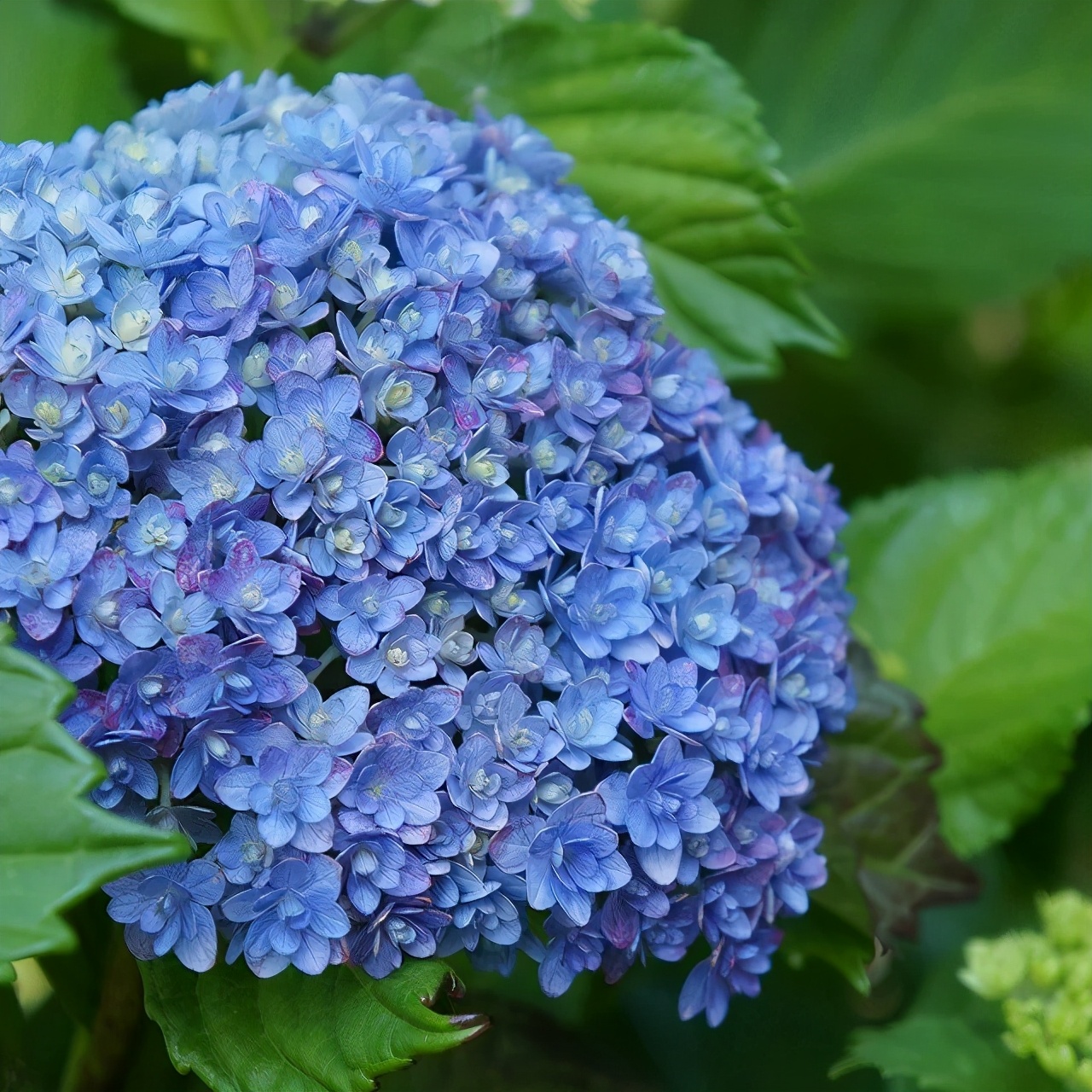 In Summer, The Hydrangea Leaves Are Yellow And Dry, And The Stiff 