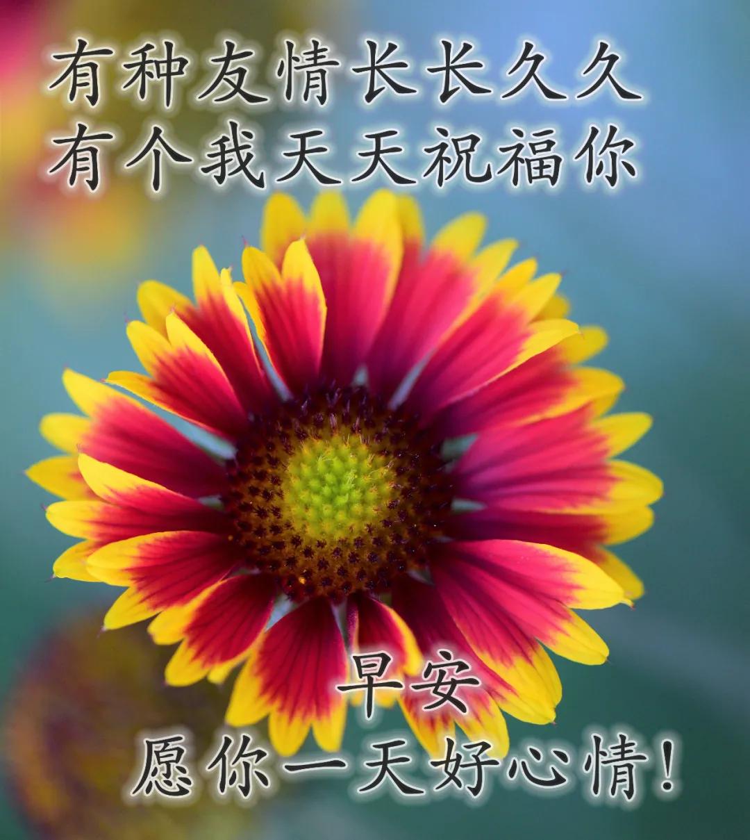 新款早安带字图片，最好看的带花早上好祝福图片图片