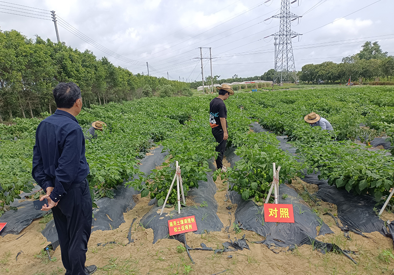 松土促根进海南 土壤改良谱新篇多种果蔬显效果 敢叫贫地变良田