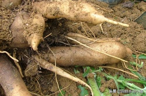 雪蓮果的種植技術(shù)要點(diǎn)及科學(xué)管理