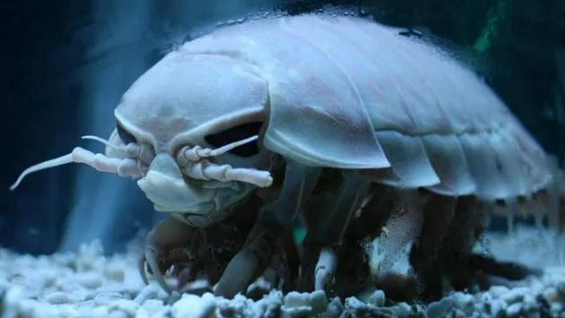 The most tolerable deep-sea giant lice, without defecation for two ...