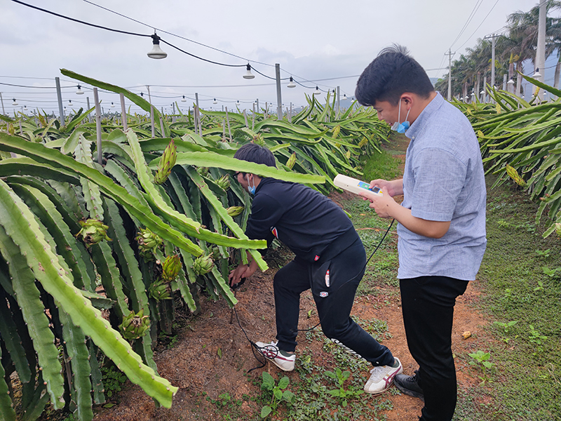 专家组一行赴海南，就经济作物应用松土促根土壤改良技术进行调查