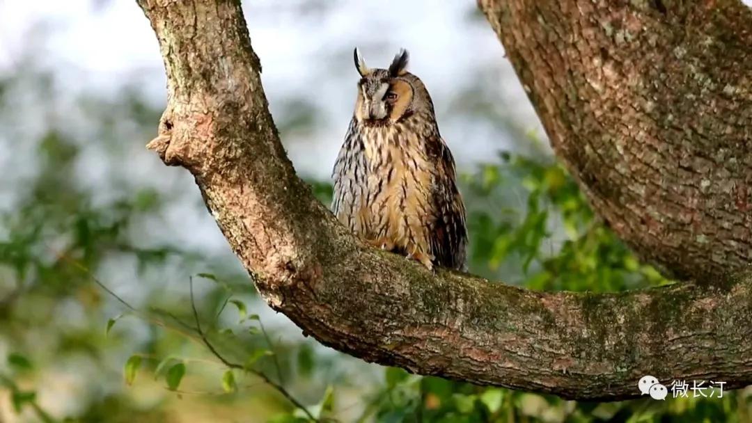 长汀：三洲农民保护珍稀鸟“长耳鸮”