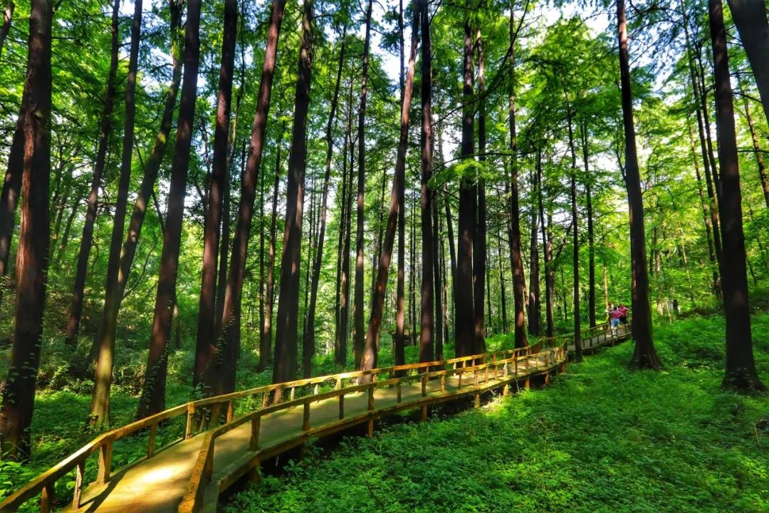 喜訊！雞公山景區(qū)被評(píng)為“信陽市科普教育基地”