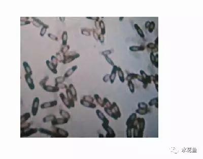 光合细菌菌种分离与保藏