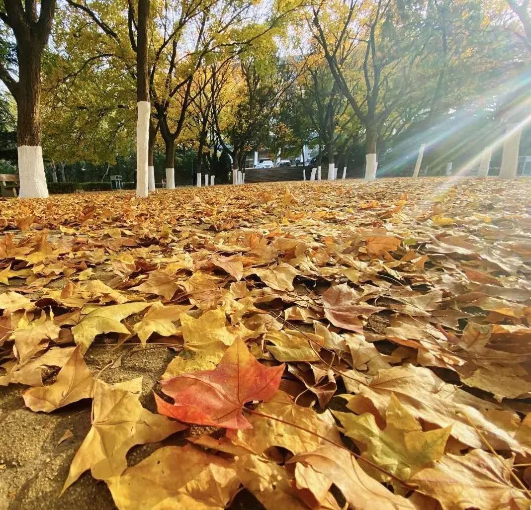 绝美！济南这么美妙的赏秋地居然在校园，很多人都忽略了！