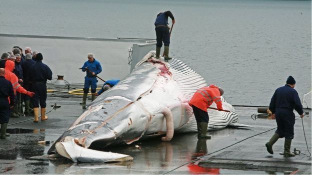 捕殺鯨魚(yú)就是幌子，俄專家看出日本邪惡用心，掠奪資源才是目的