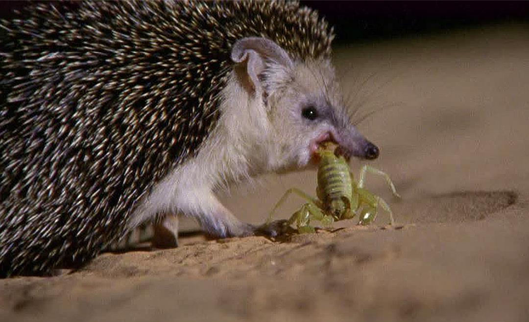 Can hedgehogs hunt snakes?Hedgehog eats snakes and chews slowly. A meal