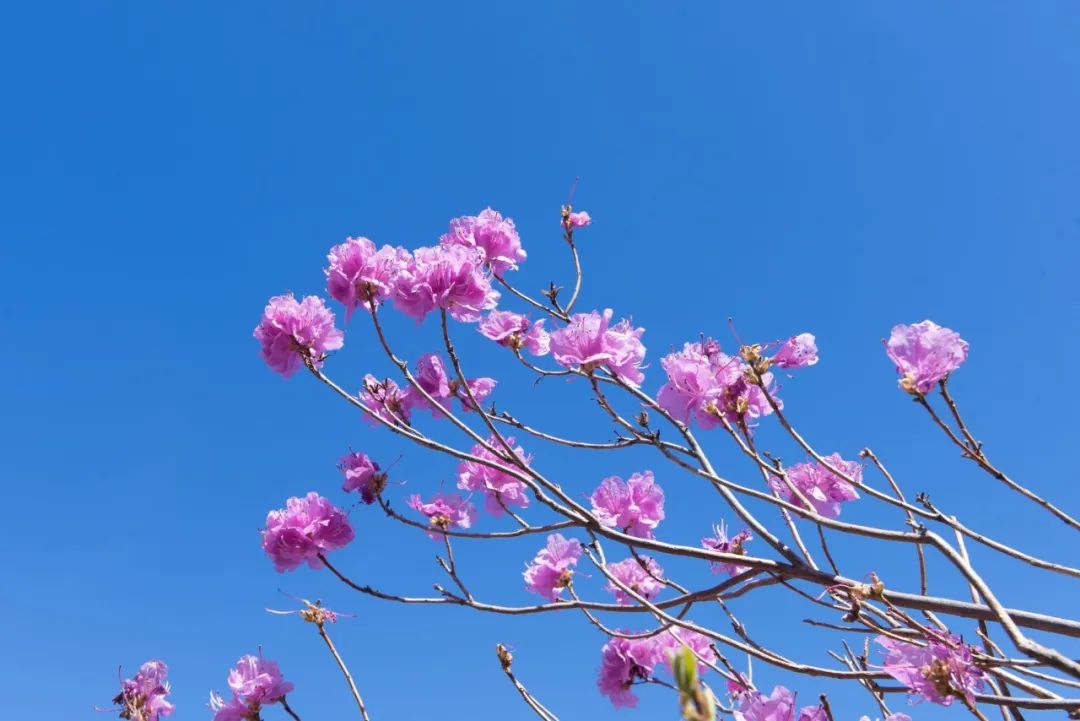 花儿落，柳絮飞！-第4张图片-非凡网