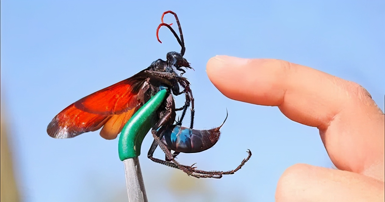 Disgusted Insect 20 most frightening and disgusting insects - iNEWS