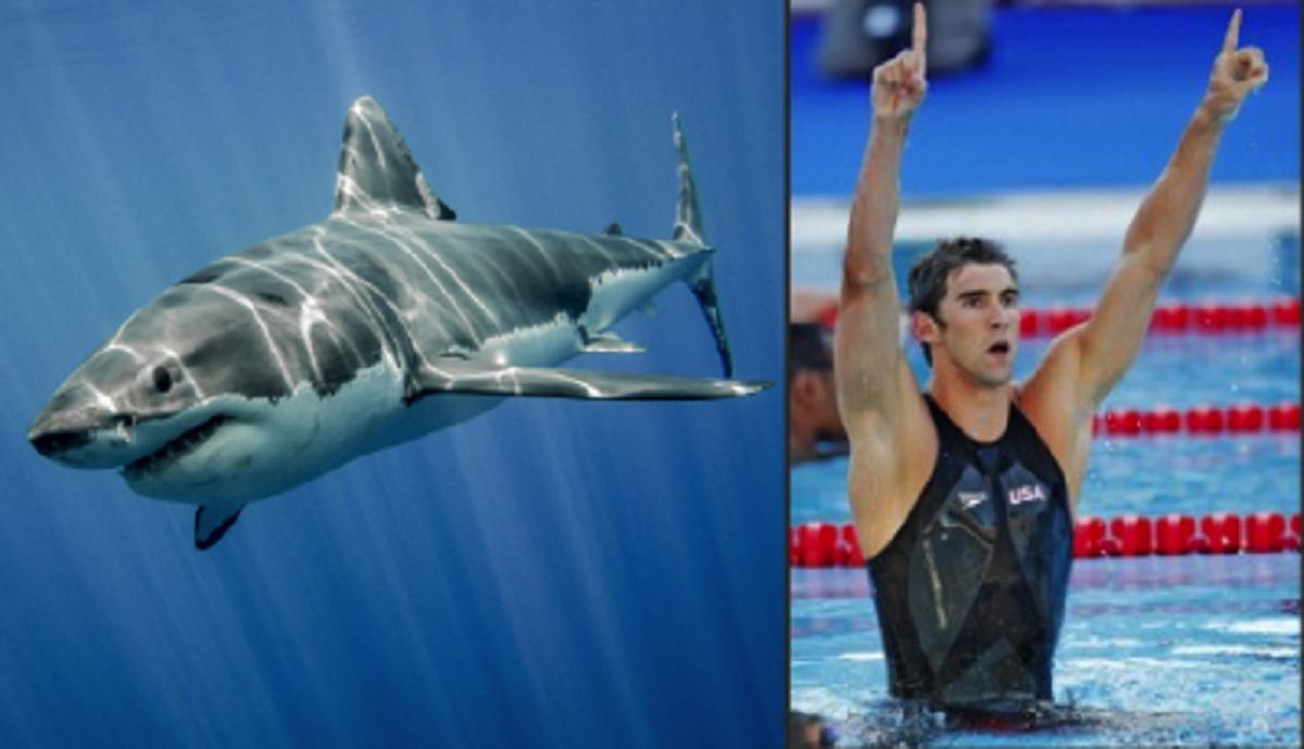 A Swimsuit Dominates The Olympic Arena The Swimming Myth Shark Skin