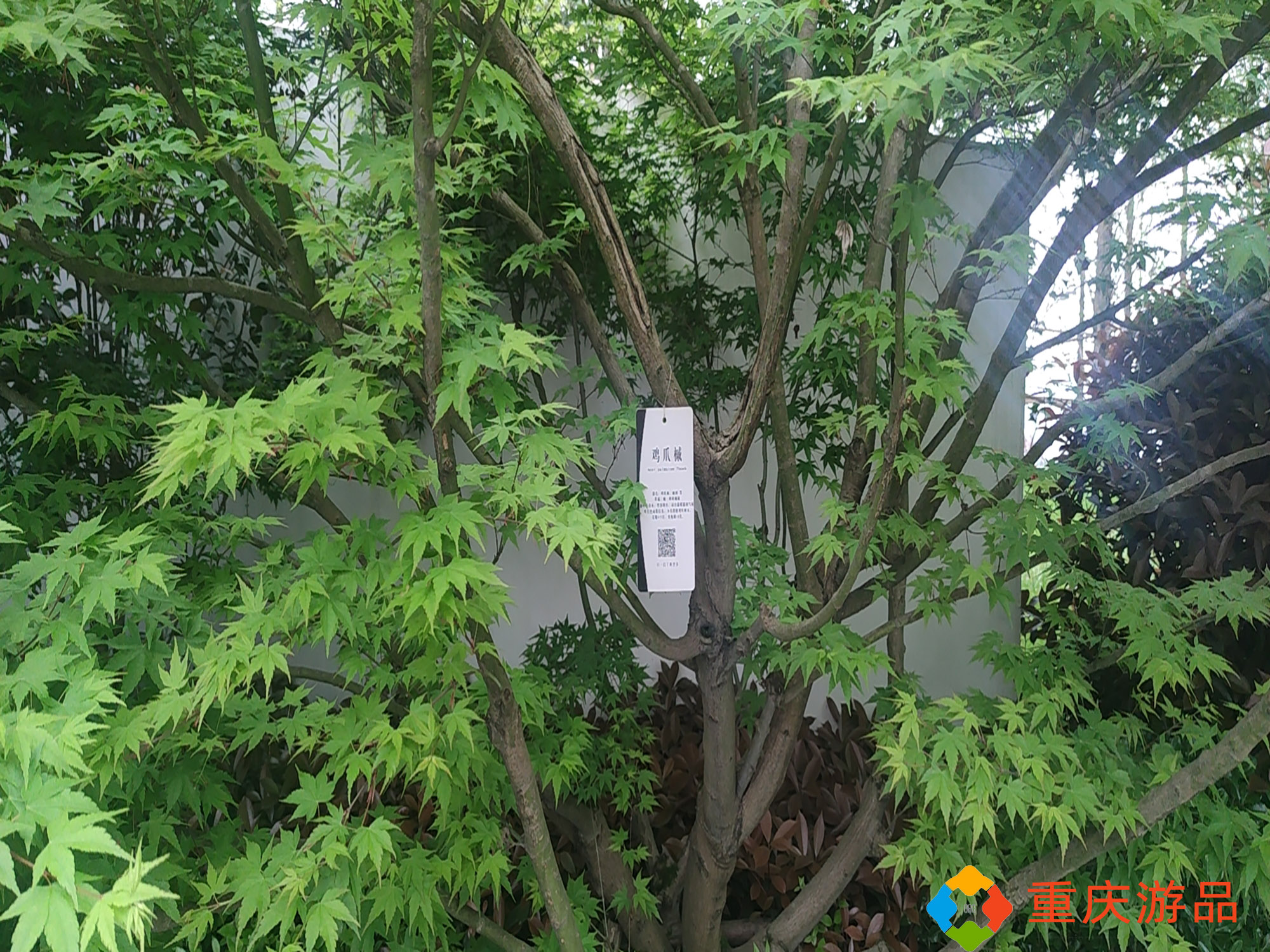 春天的一道风景线，在重庆望海花都也能买到的红枫，该怎么挑选？