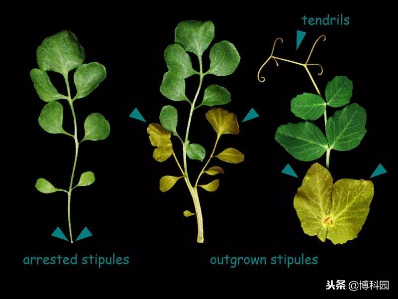 发现控制树叶生长和形状的蛋白质？
