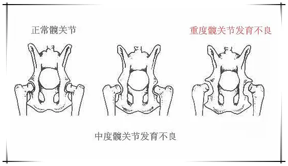 你家狗狗走路内八或外八吗?这些情况家长得重视