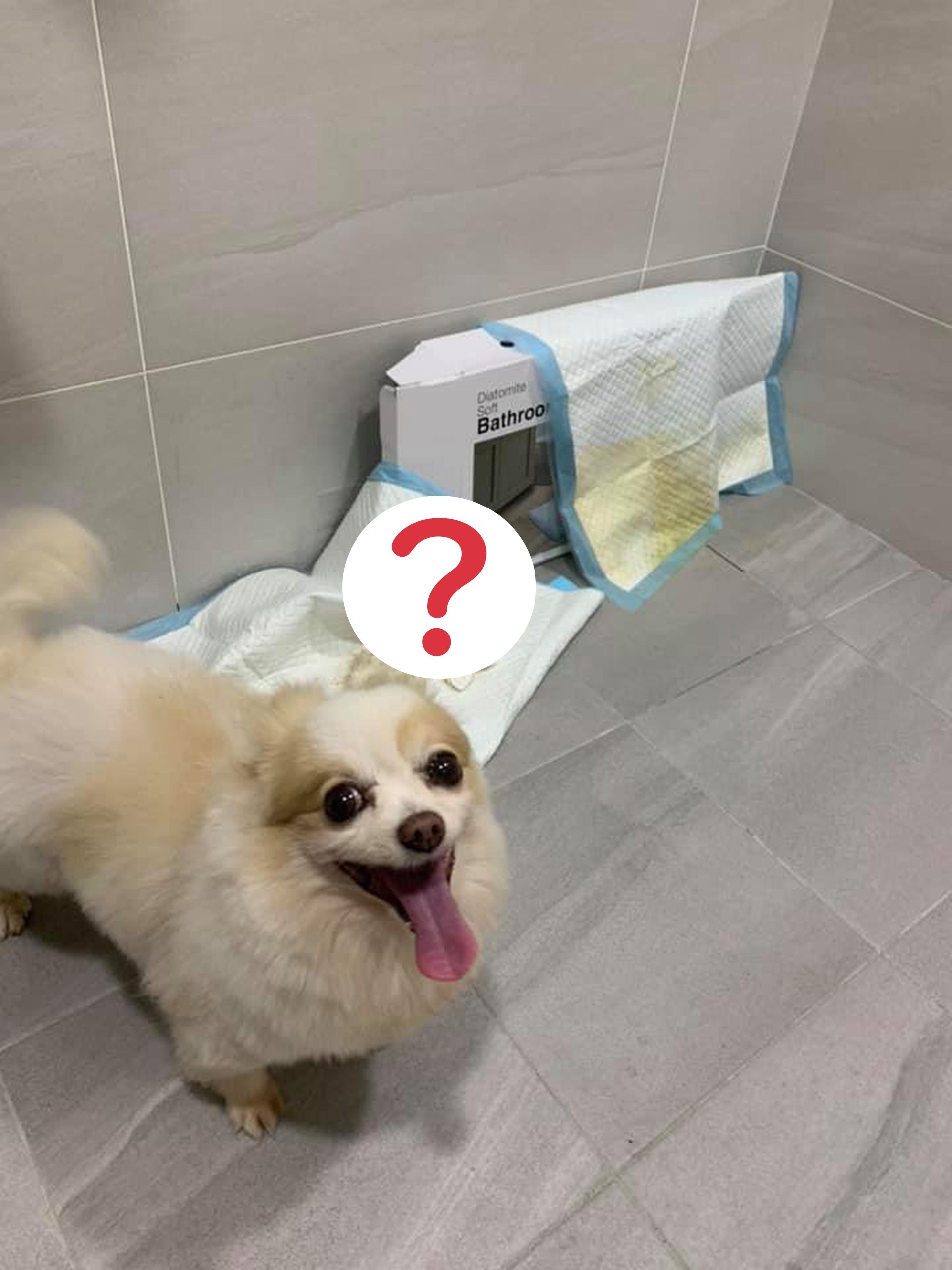 14岁狗狗半夜拍门带去厕所妈下秒看到狗狗童真一幕傻笑 资讯咖