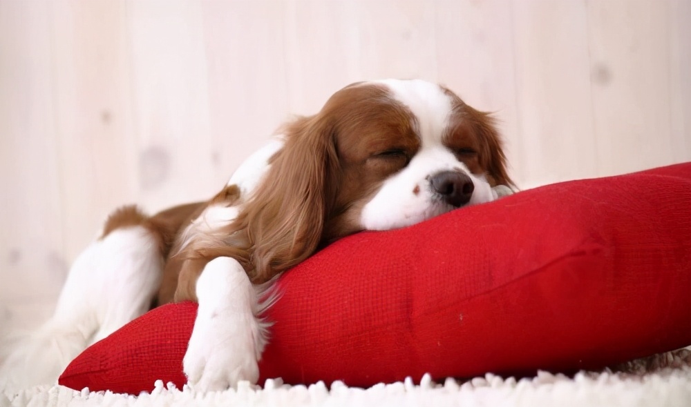 比起狗窝，狗狗更喜欢睡在这几个地方，你家狗爱睡哪？