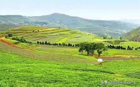 “链”出高质量 增添新引擎——陇西县中医药产业发展纪实