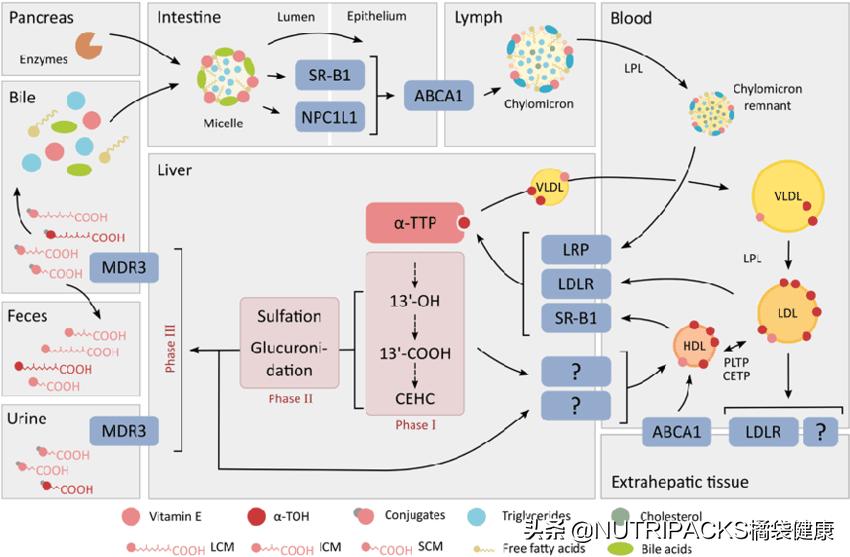 Vitamin E has the effects of whitening, antioxidation, boosting