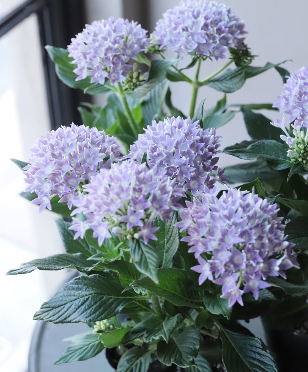 六月養啥花 養棵 繁星花 吧 美若繡球 養護簡單 三季有花看 資訊咖