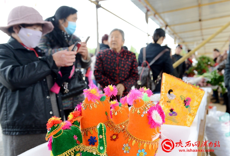 摘蘋果啦,！合陽武帝山下首屆蘋果采摘節(jié)開幕（組圖）