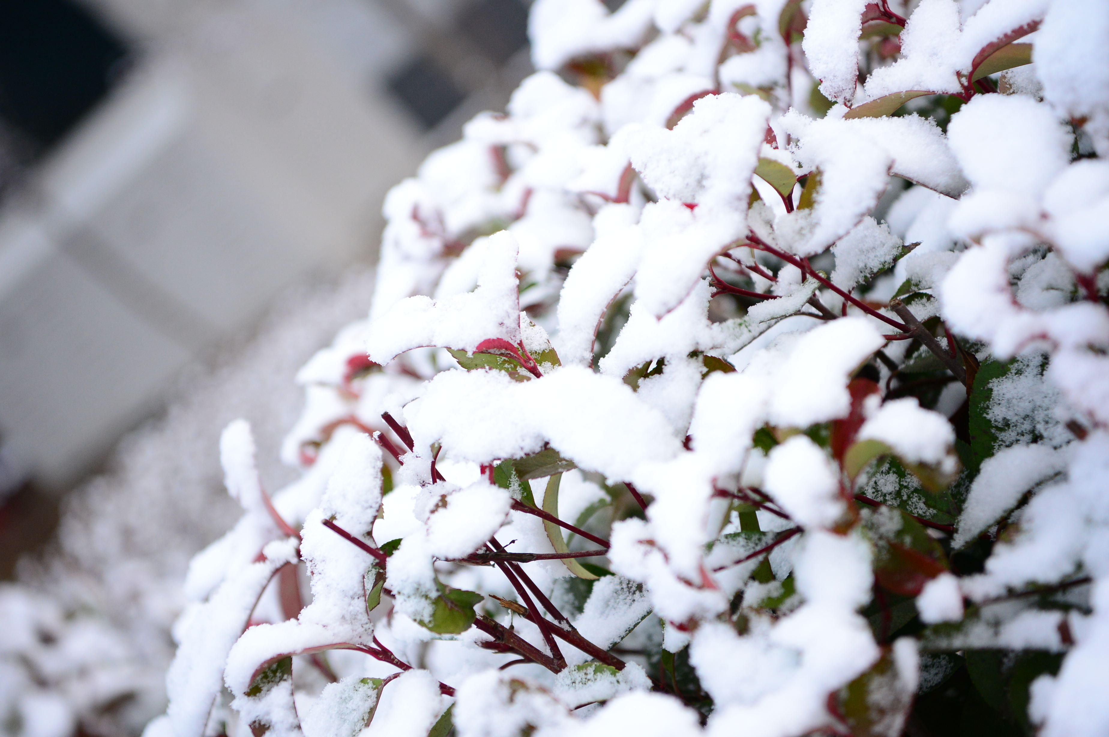 赤水湾：《雪》