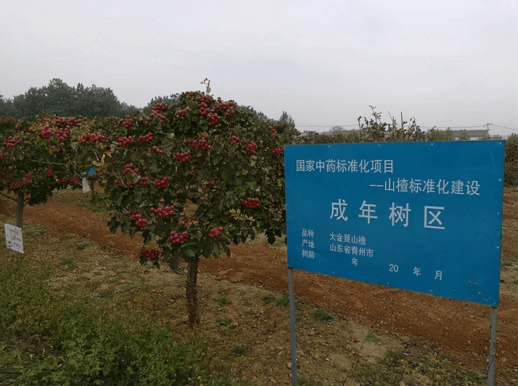 圣八礼山楂酒，餐桌上让女性不再尴尬