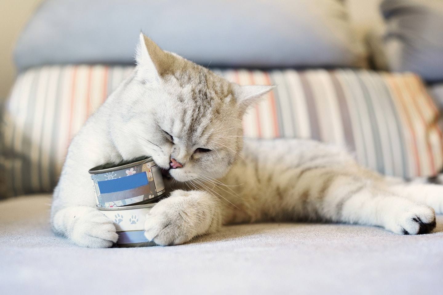 Why is pet cat picky eater? iNEWS